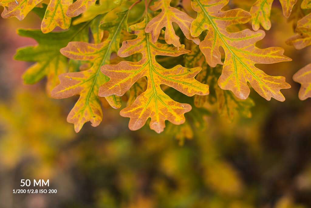 35mm vs 50mm film camera
