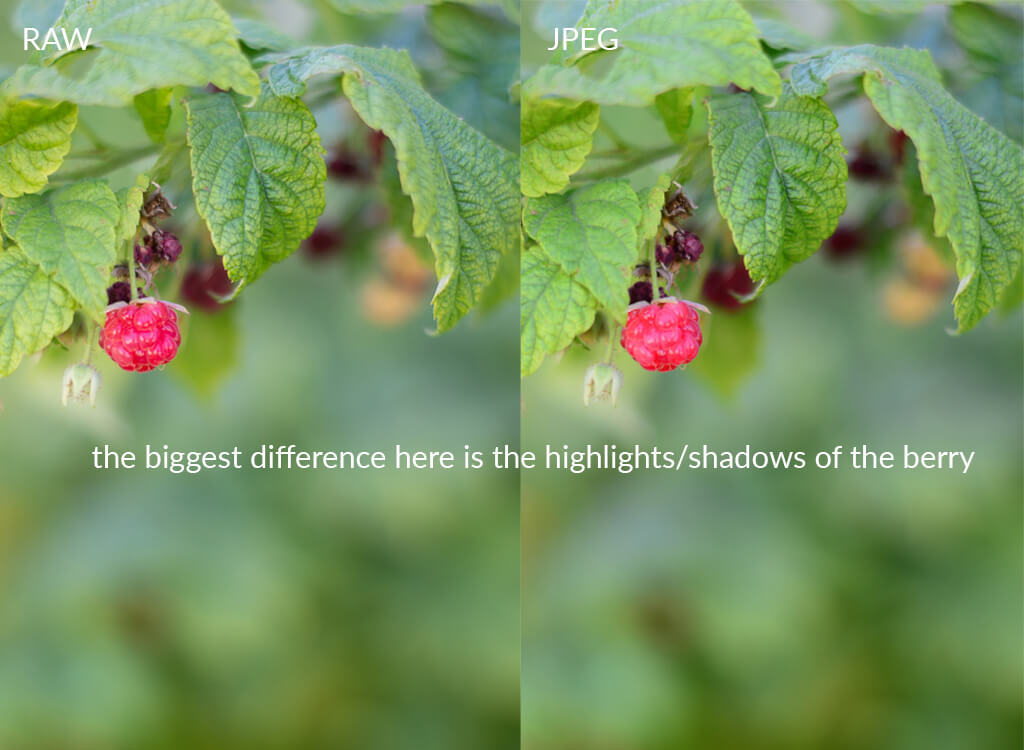 raw vs jpg