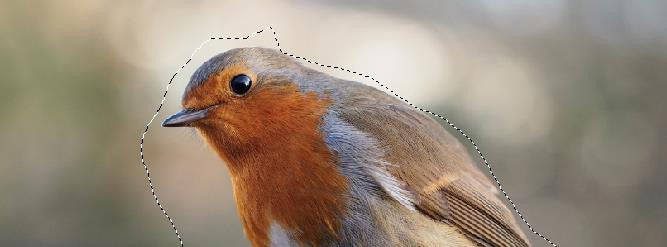 Using Photoshop's Lasso Tool